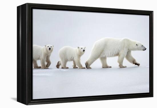 Female polar bear with two cubs walking across snow, Canada-Danny Green-Framed Premier Image Canvas