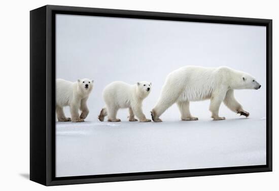 Female polar bear with two cubs walking across snow, Canada-Danny Green-Framed Premier Image Canvas