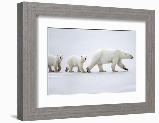 Female polar bear with two cubs walking across snow, Canada-Danny Green-Framed Photographic Print