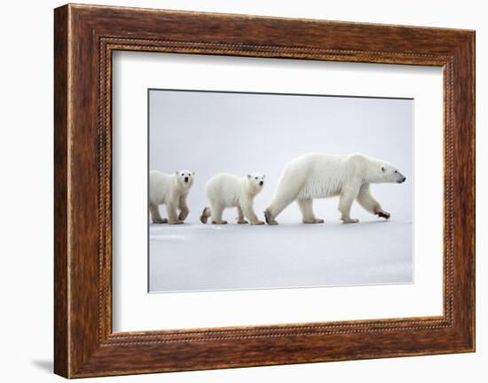 Female polar bear with two cubs walking across snow, Canada-Danny Green-Framed Photographic Print