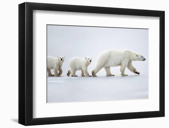 Female polar bear with two cubs walking across snow, Canada-Danny Green-Framed Photographic Print