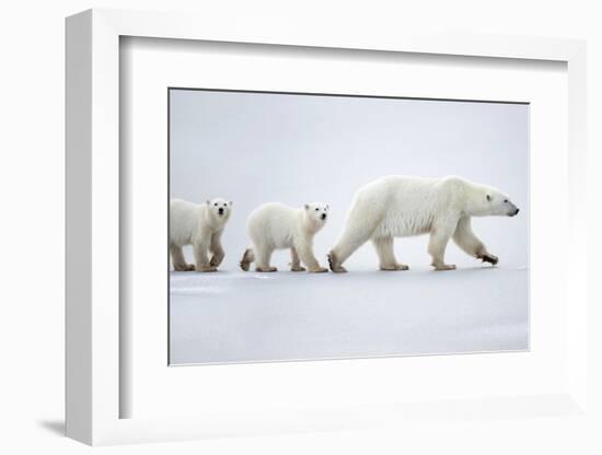 Female polar bear with two cubs walking across snow, Canada-Danny Green-Framed Photographic Print