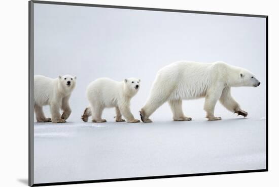 Female polar bear with two cubs walking across snow, Canada-Danny Green-Mounted Photographic Print