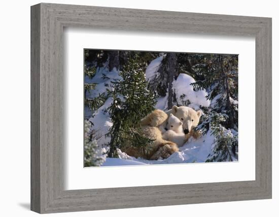 Female Polar bear with very small cubs, Canada-David Pike-Framed Photographic Print