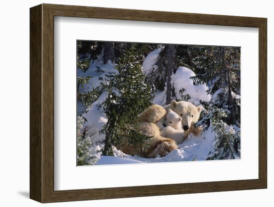 Female Polar bear with very small cubs, Canada-David Pike-Framed Photographic Print