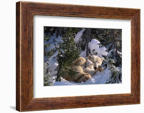 Female Polar bear with very small cubs, Canada-David Pike-Framed Photographic Print