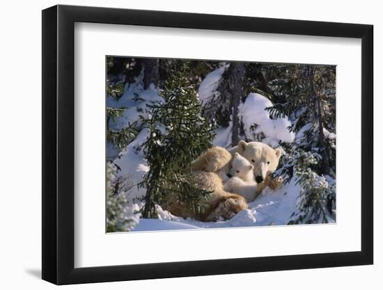 Female Polar bear with very small cubs, Canada-David Pike-Framed Photographic Print