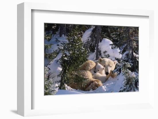 Female Polar bear with very small cubs, Canada-David Pike-Framed Photographic Print