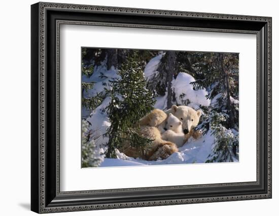 Female Polar bear with very small cubs, Canada-David Pike-Framed Photographic Print