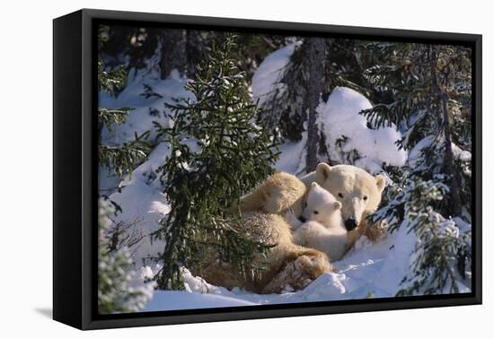 Female Polar bear with very small cubs, Canada-David Pike-Framed Premier Image Canvas