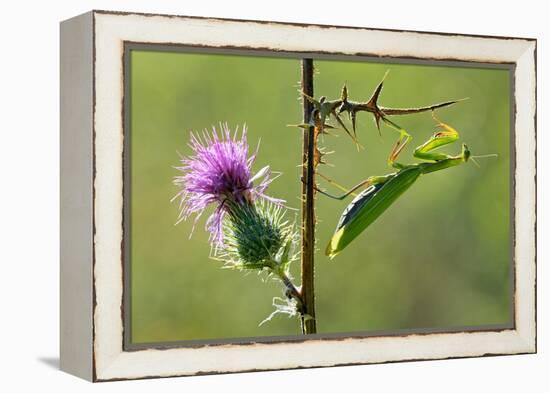 Female Praying mantis crawling on thistle, Lorraine, France-Michel Poinsignon-Framed Premier Image Canvas