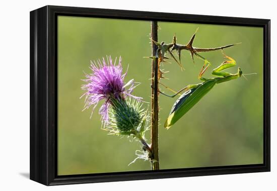 Female Praying mantis crawling on thistle, Lorraine, France-Michel Poinsignon-Framed Premier Image Canvas