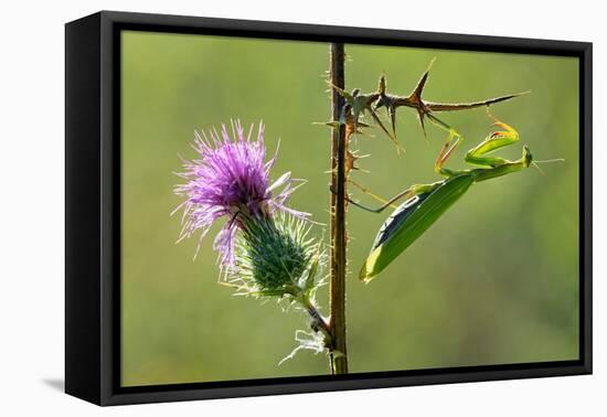 Female Praying mantis crawling on thistle, Lorraine, France-Michel Poinsignon-Framed Premier Image Canvas