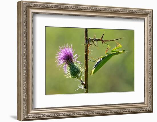 Female Praying mantis crawling on thistle, Lorraine, France-Michel Poinsignon-Framed Photographic Print