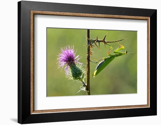 Female Praying mantis crawling on thistle, Lorraine, France-Michel Poinsignon-Framed Photographic Print