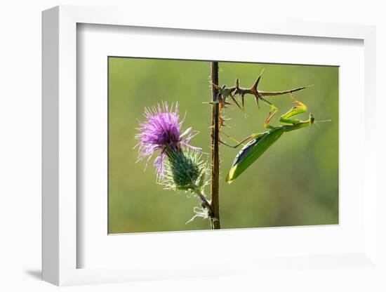 Female Praying mantis crawling on thistle, Lorraine, France-Michel Poinsignon-Framed Photographic Print