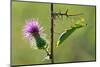 Female Praying mantis crawling on thistle, Lorraine, France-Michel Poinsignon-Mounted Photographic Print