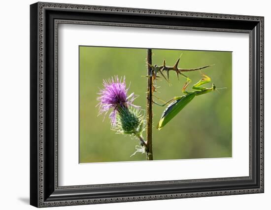 Female Praying mantis crawling on thistle, Lorraine, France-Michel Poinsignon-Framed Photographic Print