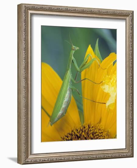 Female Praying Mantis with Egg Sac on Sunflower-Nancy Rotenberg-Framed Photographic Print