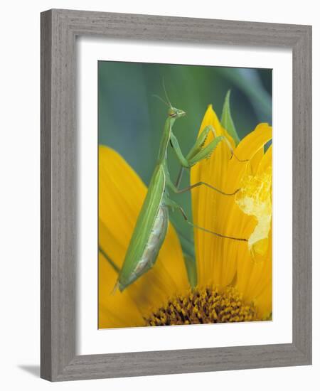 Female Praying Mantis with Egg Sac on Sunflower-Nancy Rotenberg-Framed Photographic Print