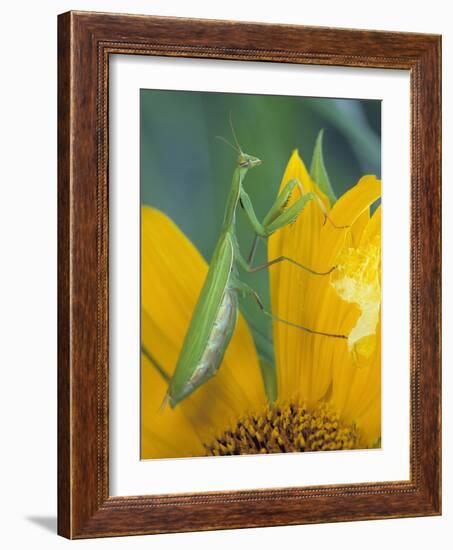 Female Praying Mantis with Egg Sac on Sunflower-Nancy Rotenberg-Framed Photographic Print