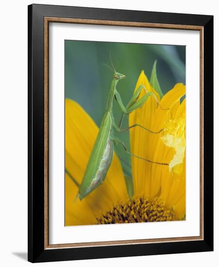 Female Praying Mantis with Egg Sac on Sunflower-Nancy Rotenberg-Framed Photographic Print