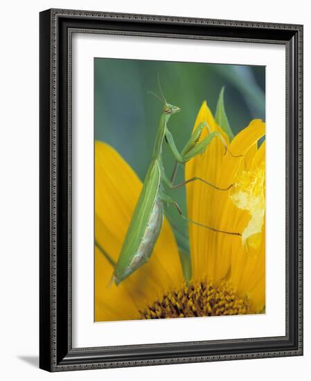 Female Praying Mantis with Egg Sac on Sunflower-Nancy Rotenberg-Framed Photographic Print