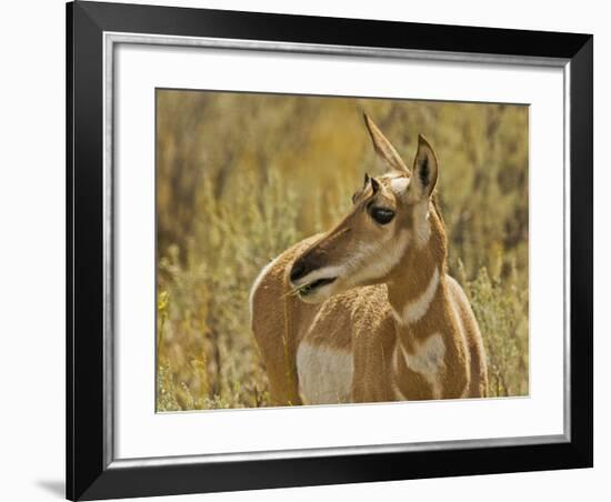 Female Pronghorn, Lamar Valley, Yellowstone National Park, Wyoming, USA-Michel Hersen-Framed Photographic Print