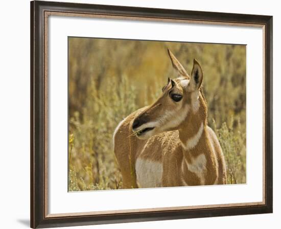 Female Pronghorn, Lamar Valley, Yellowstone National Park, Wyoming, USA-Michel Hersen-Framed Photographic Print