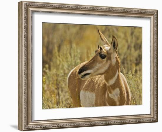 Female Pronghorn, Lamar Valley, Yellowstone National Park, Wyoming, USA-Michel Hersen-Framed Photographic Print