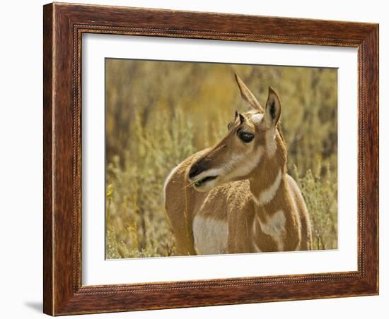 Female Pronghorn, Lamar Valley, Yellowstone National Park, Wyoming, USA-Michel Hersen-Framed Photographic Print