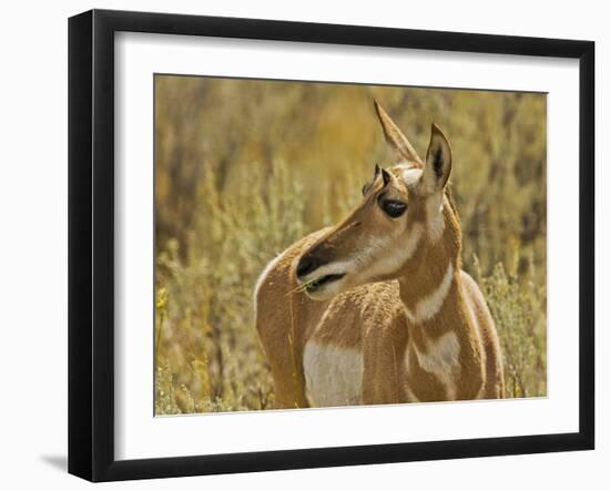 Female Pronghorn, Lamar Valley, Yellowstone National Park, Wyoming, USA-Michel Hersen-Framed Photographic Print