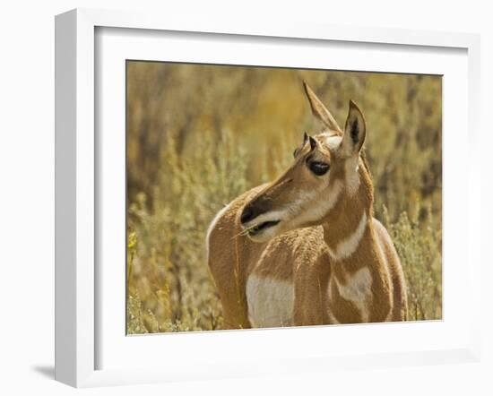 Female Pronghorn, Lamar Valley, Yellowstone National Park, Wyoming, USA-Michel Hersen-Framed Photographic Print