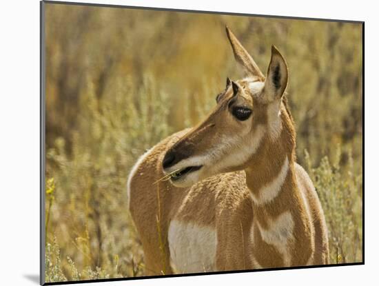Female Pronghorn, Lamar Valley, Yellowstone National Park, Wyoming, USA-Michel Hersen-Mounted Photographic Print