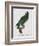 Female Puerto Rican Parrot-Jacques Barraband-Framed Giclee Print