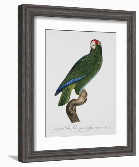 Female Puerto Rican Parrot-Jacques Barraband-Framed Giclee Print