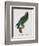 Female Puerto Rican Parrot-Jacques Barraband-Framed Giclee Print