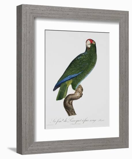 Female Puerto Rican Parrot-Jacques Barraband-Framed Giclee Print