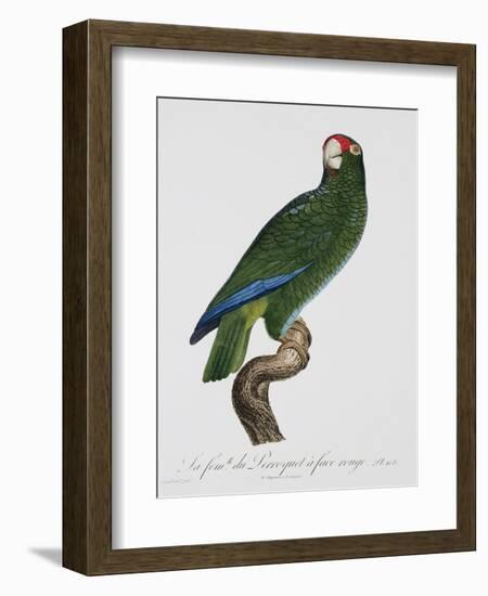 Female Puerto Rican Parrot-Jacques Barraband-Framed Giclee Print