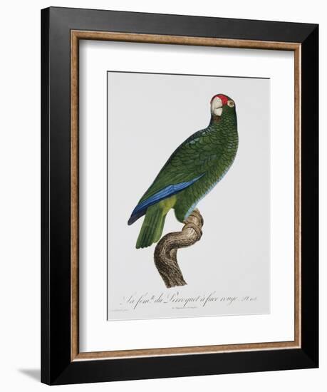 Female Puerto Rican Parrot-Jacques Barraband-Framed Giclee Print