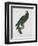 Female Puerto Rican Parrot-Jacques Barraband-Framed Giclee Print