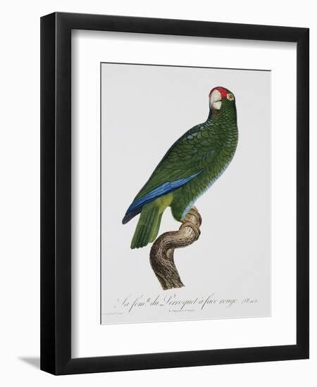 Female Puerto Rican Parrot-Jacques Barraband-Framed Giclee Print