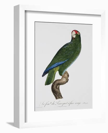 Female Puerto Rican Parrot-Jacques Barraband-Framed Giclee Print