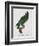 Female Puerto Rican Parrot-Jacques Barraband-Framed Giclee Print