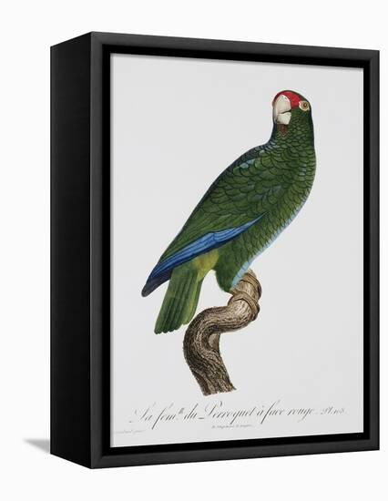 Female Puerto Rican Parrot-Jacques Barraband-Framed Premier Image Canvas