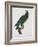 Female Puerto Rican Parrot-Jacques Barraband-Framed Giclee Print