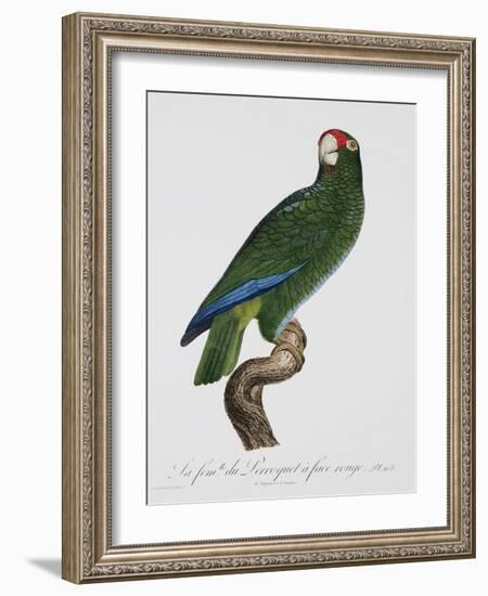 Female Puerto Rican Parrot-Jacques Barraband-Framed Giclee Print