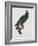 Female Puerto Rican Parrot-Jacques Barraband-Framed Giclee Print