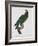 Female Puerto Rican Parrot-Jacques Barraband-Framed Giclee Print