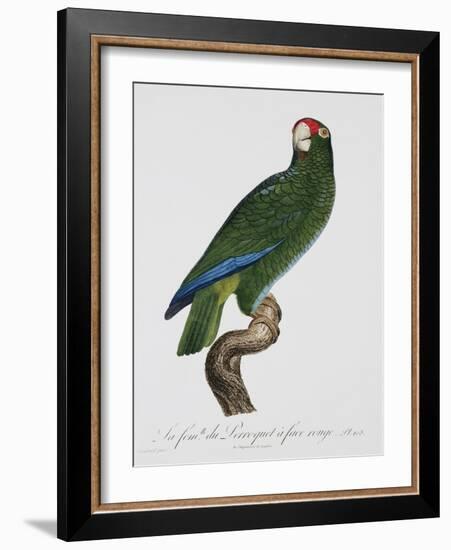 Female Puerto Rican Parrot-Jacques Barraband-Framed Giclee Print